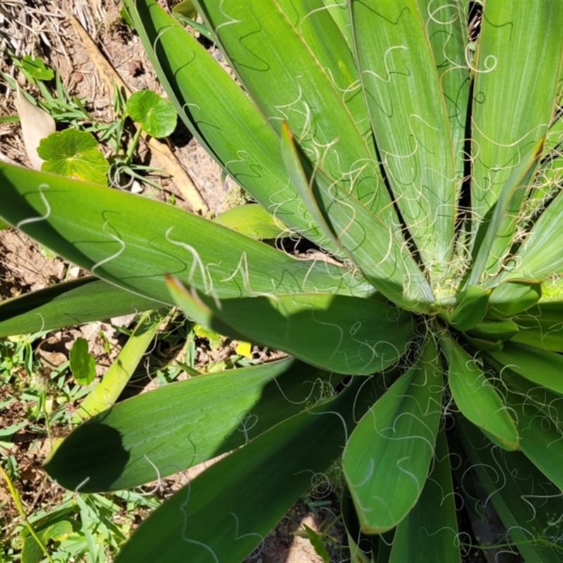 Agave filifera
