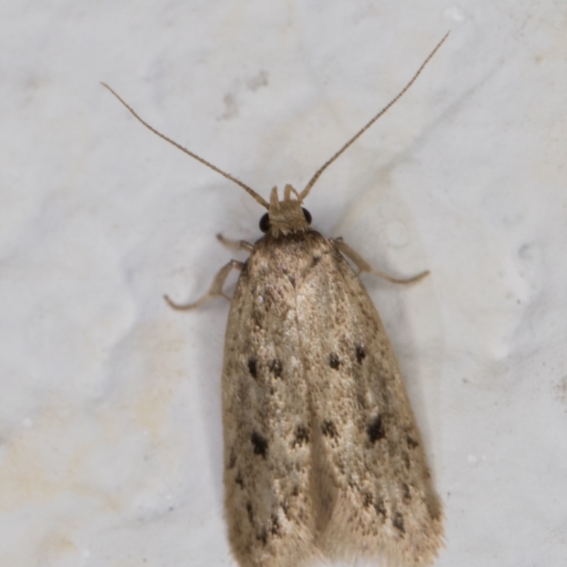 Anaptilora homoclera