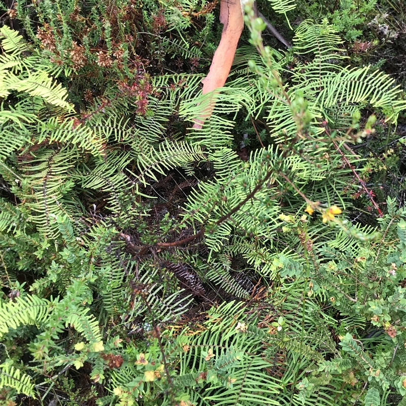 Pultenaea gunnii