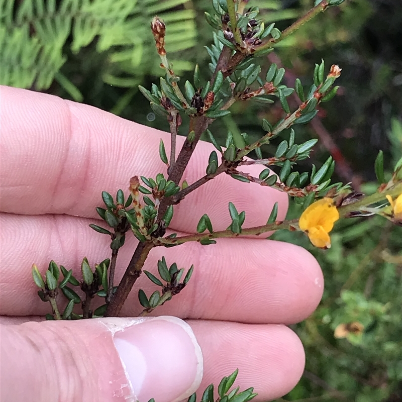 Pultenaea gunnii