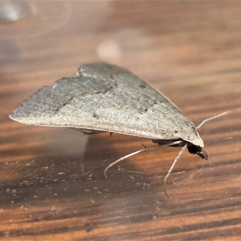 Nearcha pseudophaes