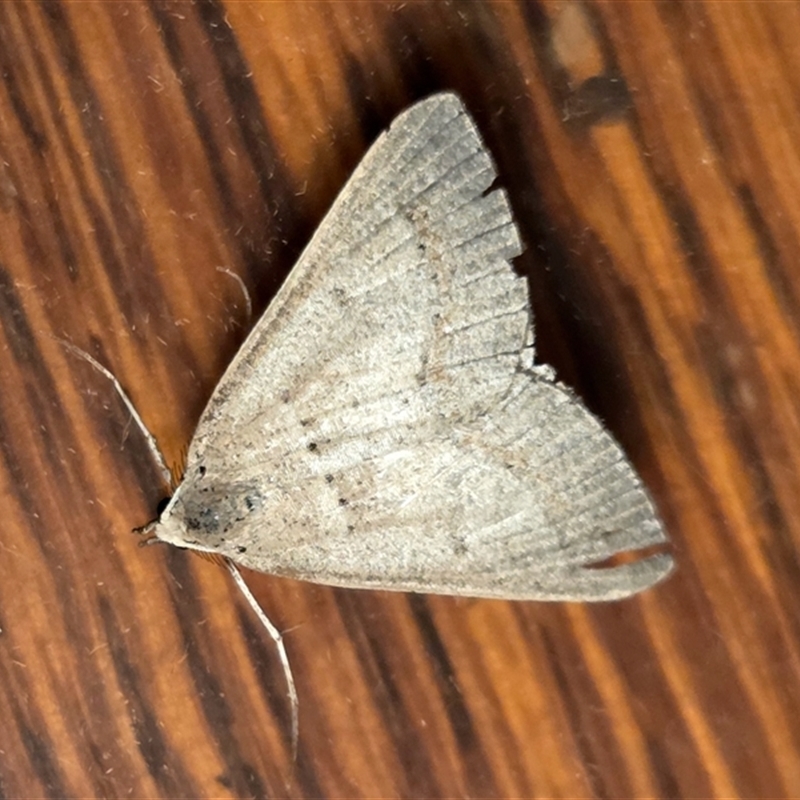 Nearcha pseudophaes