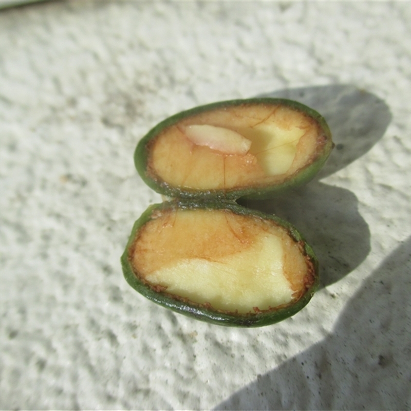 Endiandra leptodendron