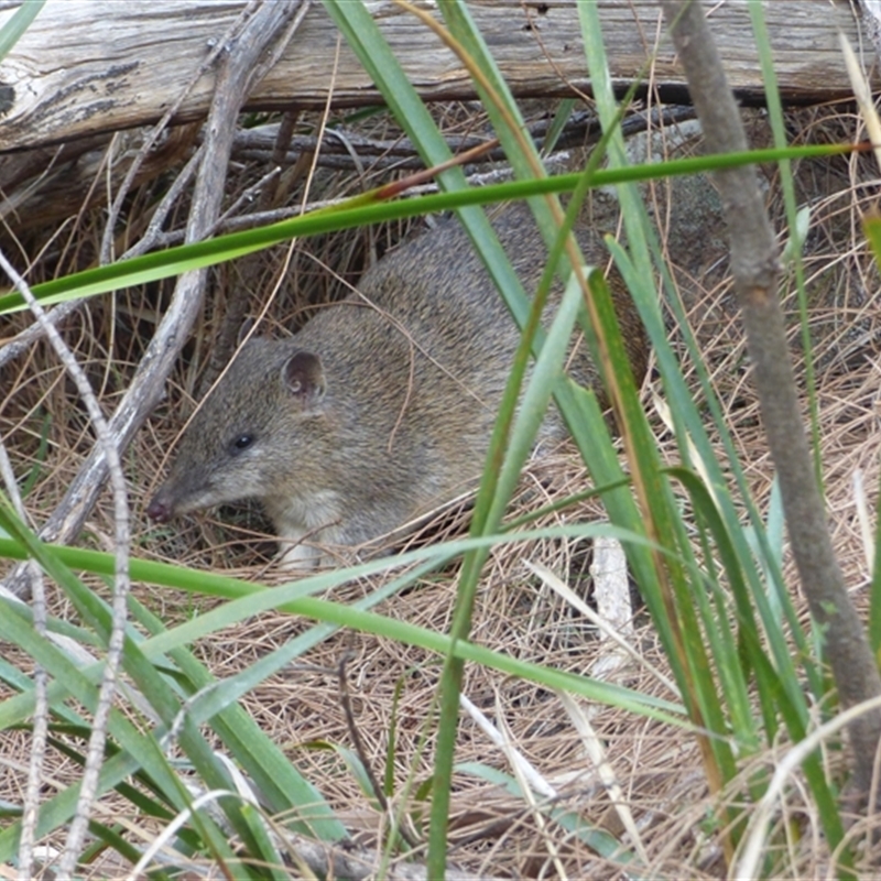 Isoodon obesulus affinis