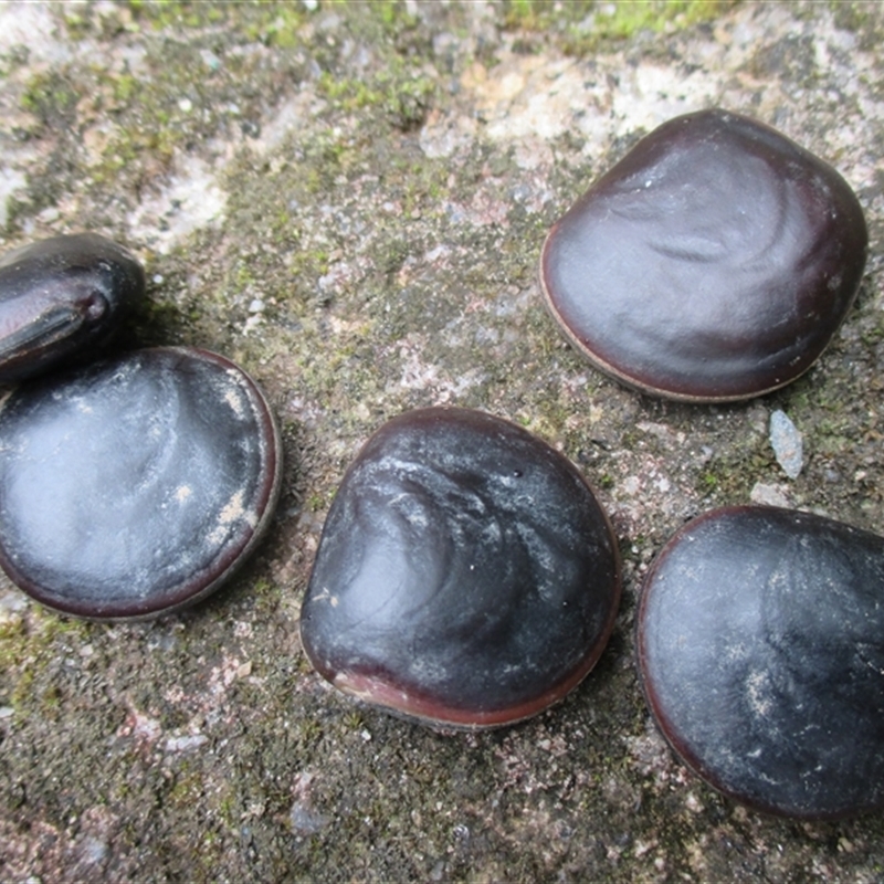 Dioclea hexandra