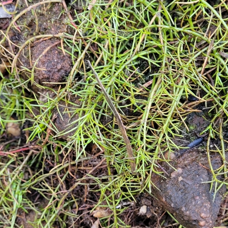 Spergularia (genus)