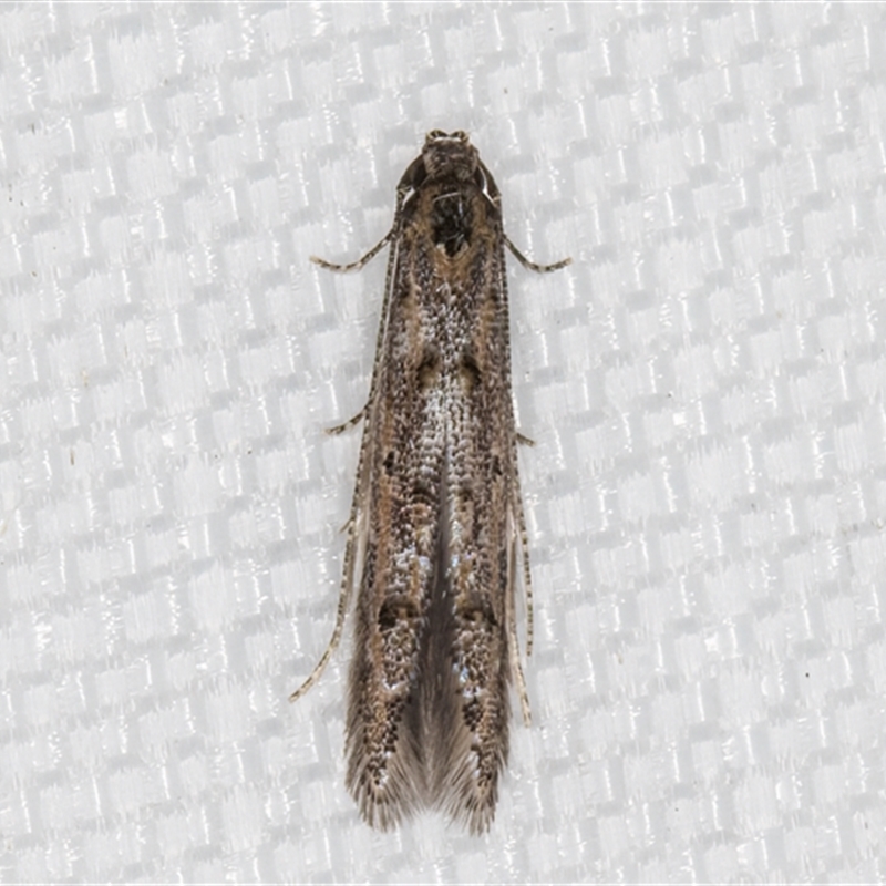Microcolona (genus)