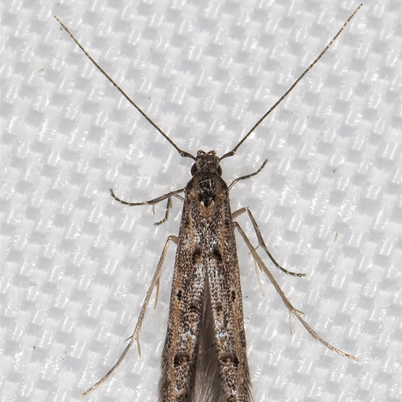 Microcolona (genus)