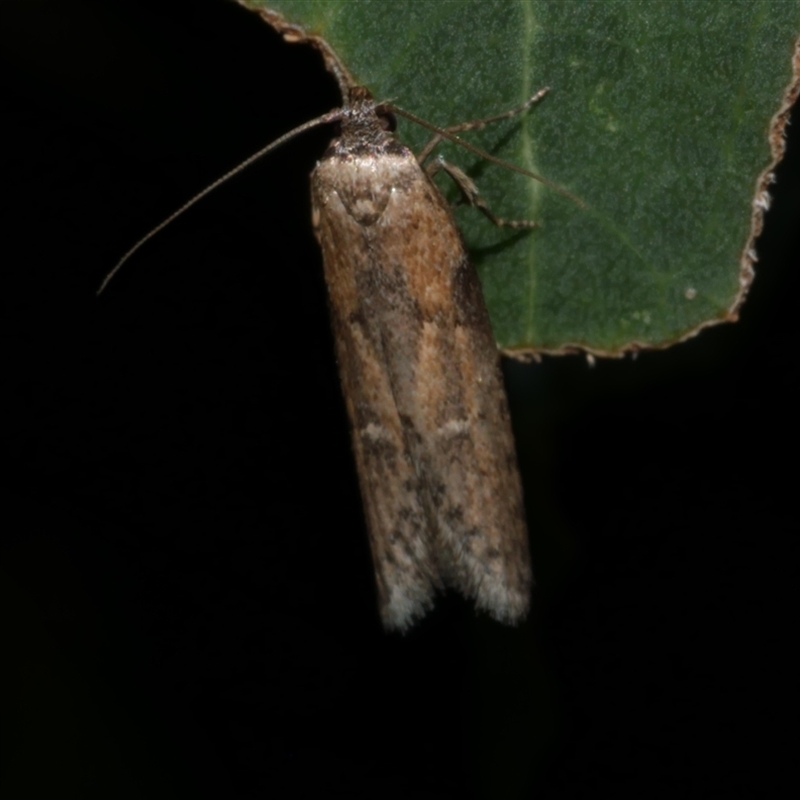 Telanepsia stictocrossa