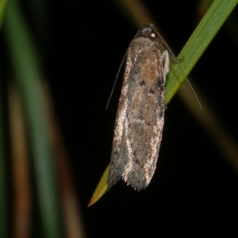 Telanepsia stictocrossa