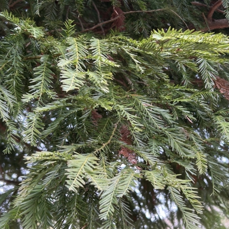 Sequoia sempervirens