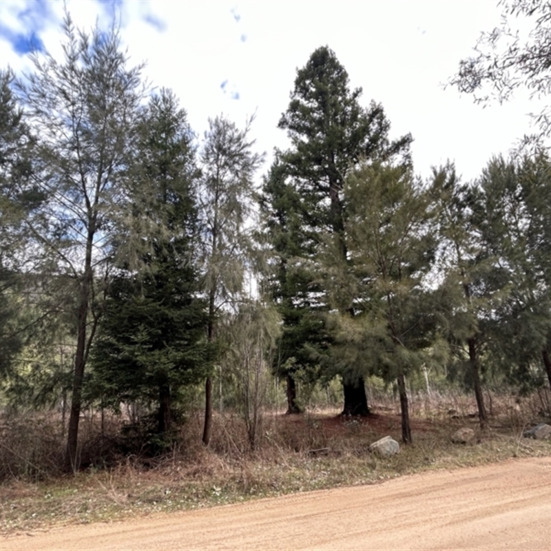 Sequoia sempervirens