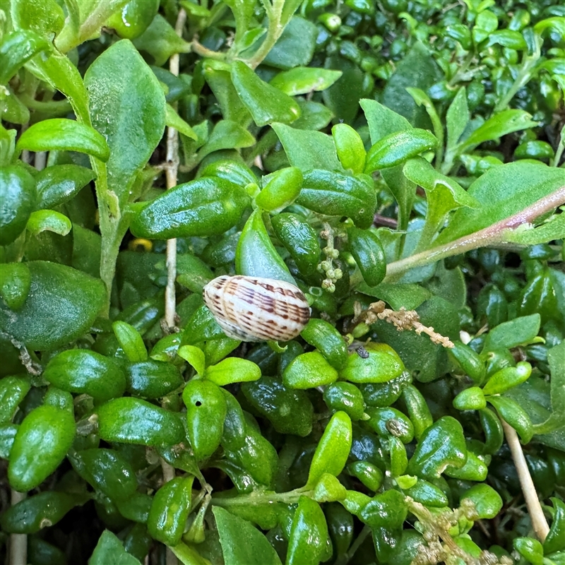 Theba pisana