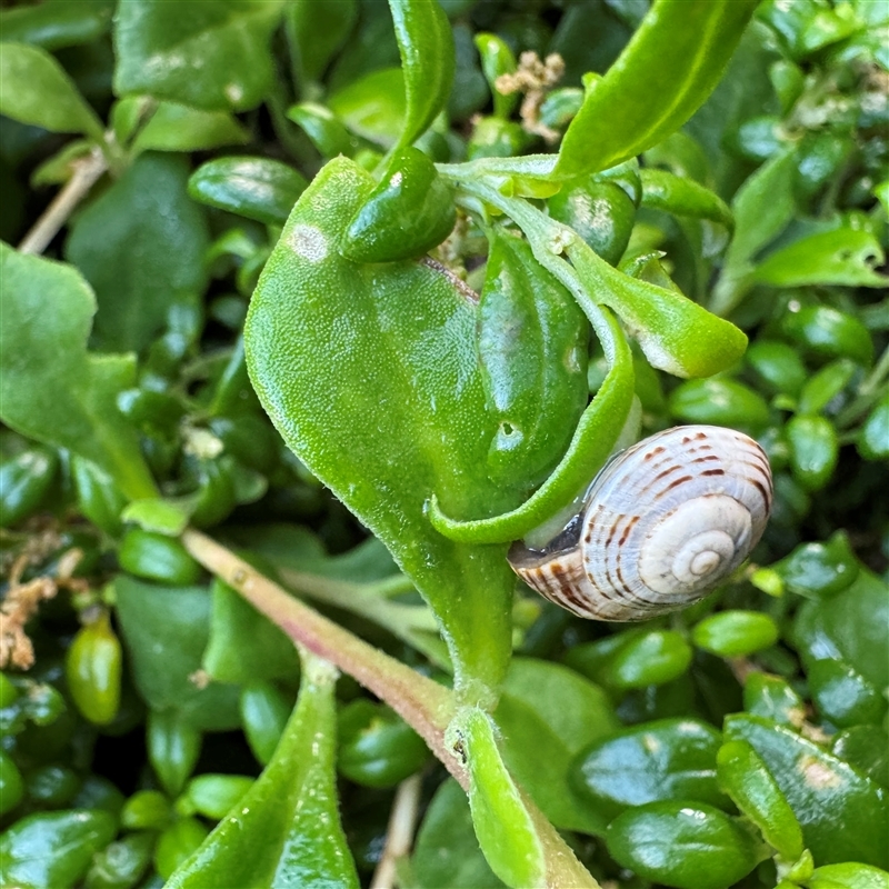 Theba pisana