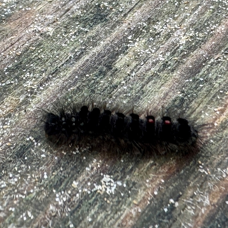 Euproctis semifusca