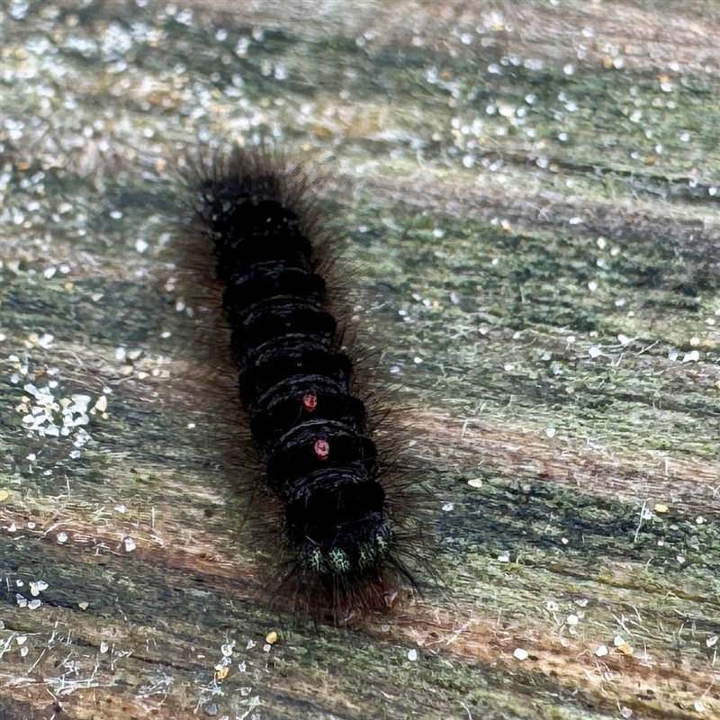 Euproctis semifusca