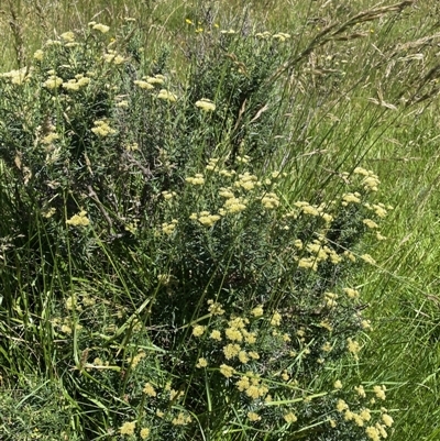 Cassinia monticola