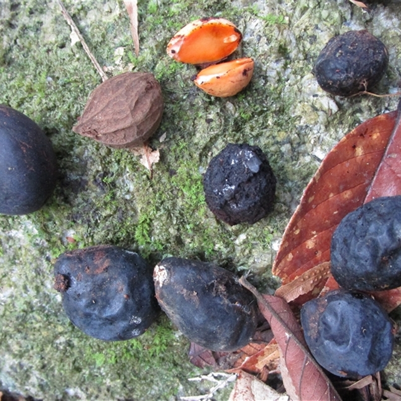 Endiandra sankeyana