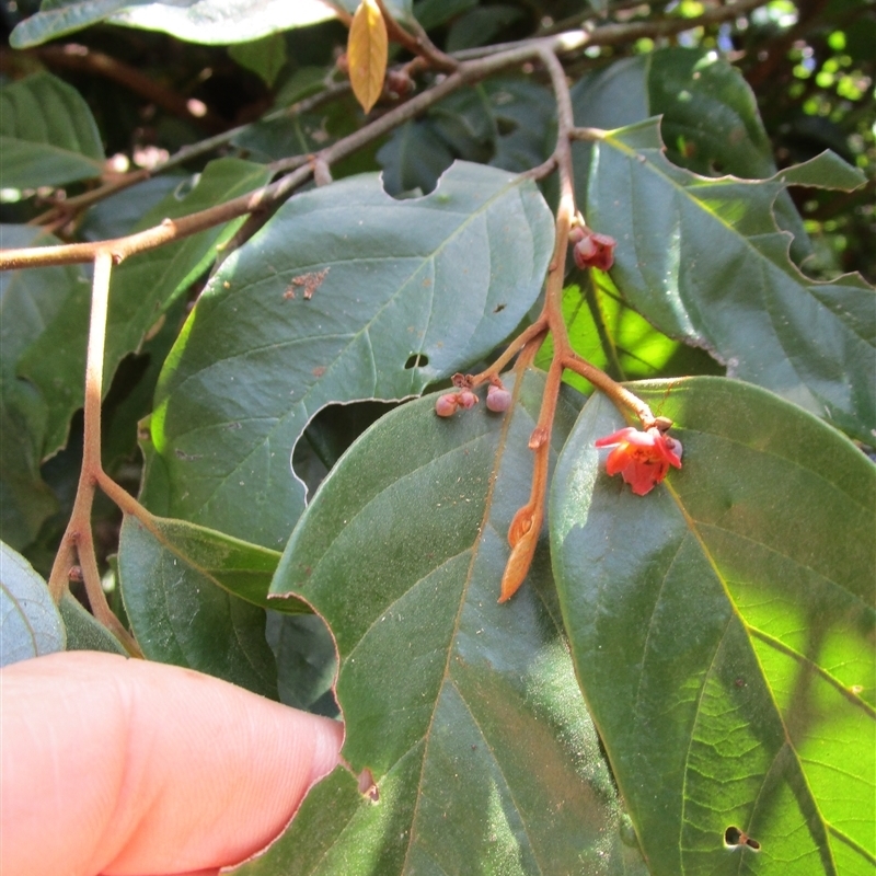 Endiandra hypotephra