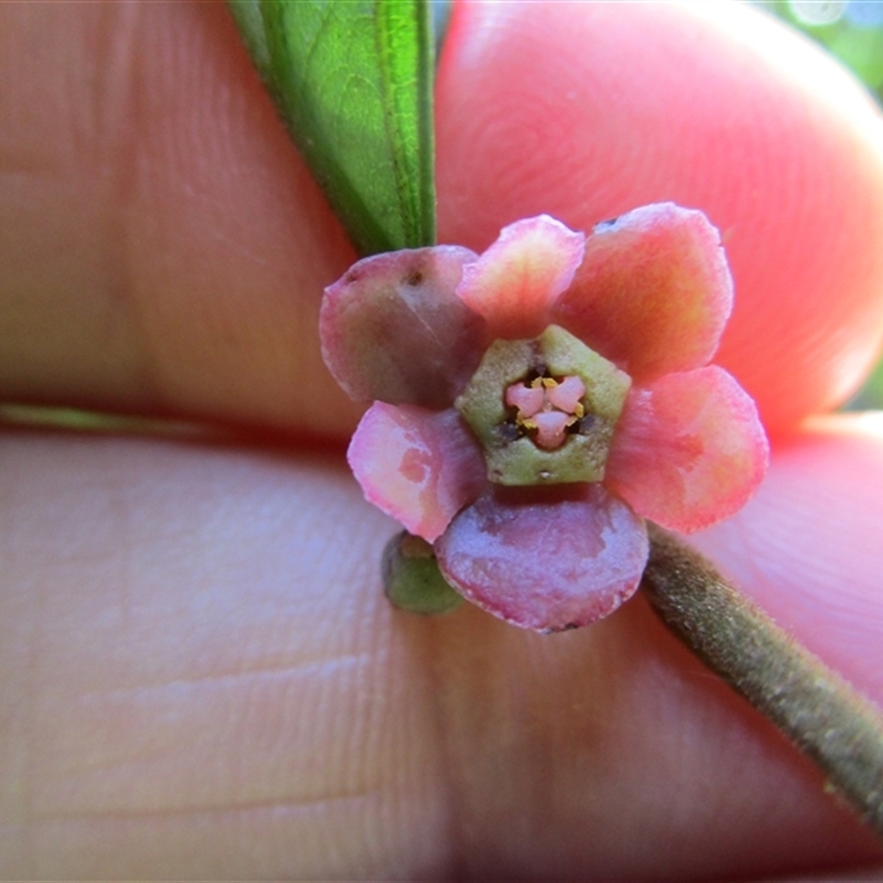 Endiandra hypotephra