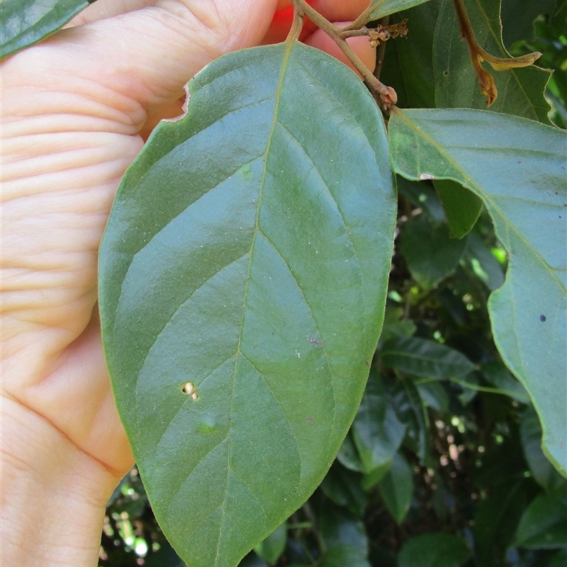 Endiandra hypotephra