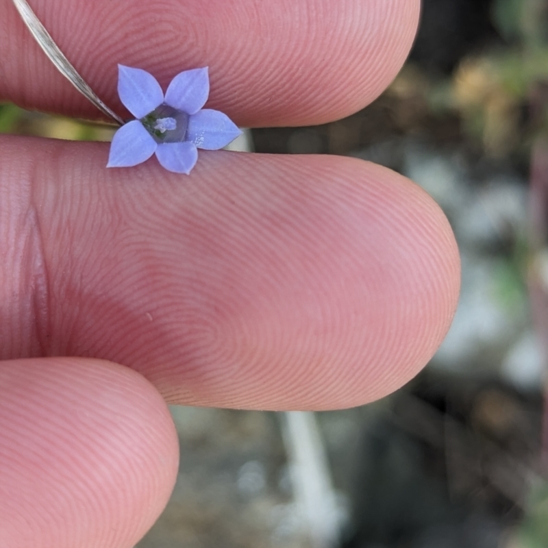Wahlenbergia insulae-howei