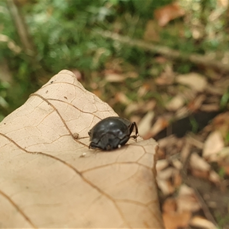 Cephalodesmius armiger