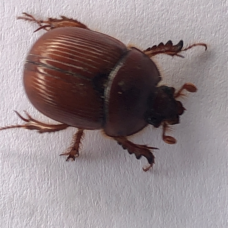 Bolboceratinae (sub-family)