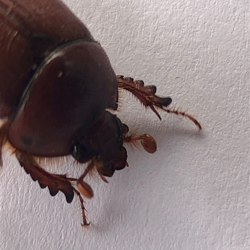 Bolboceratinae (sub-family)