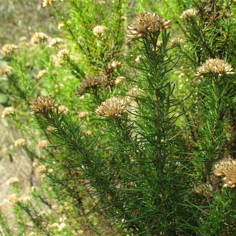 Cassinia ochracea