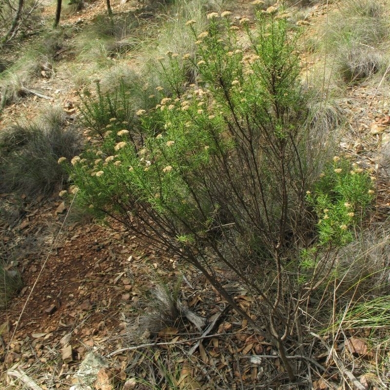 Cassinia ochracea