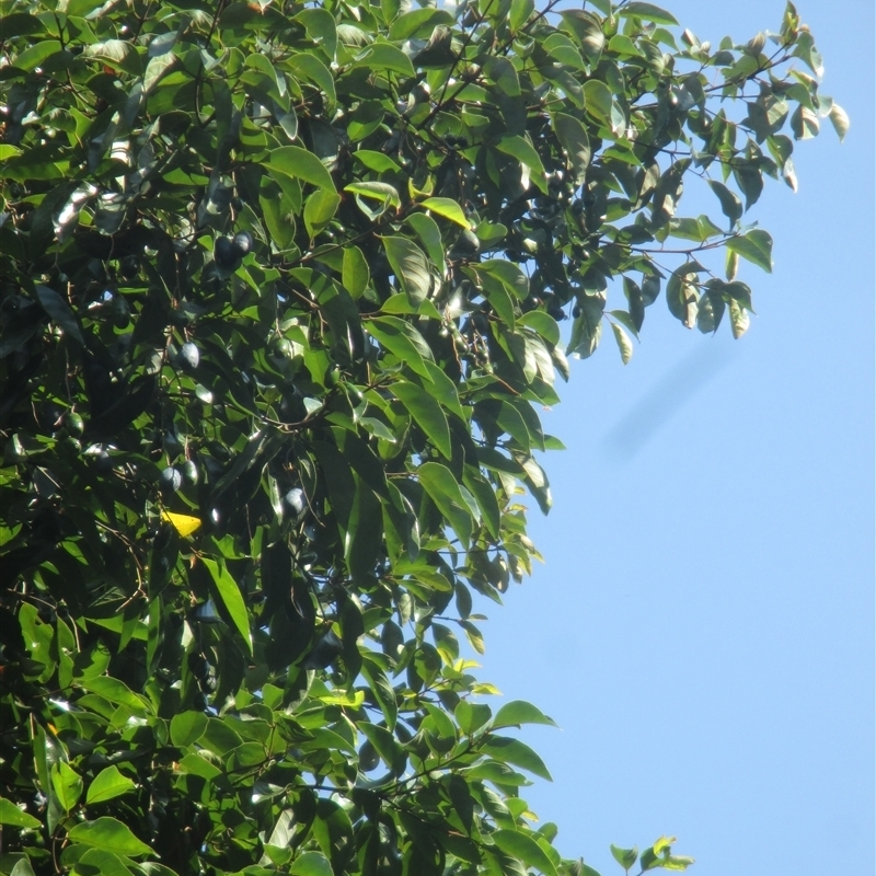 Endiandra longipedicellata