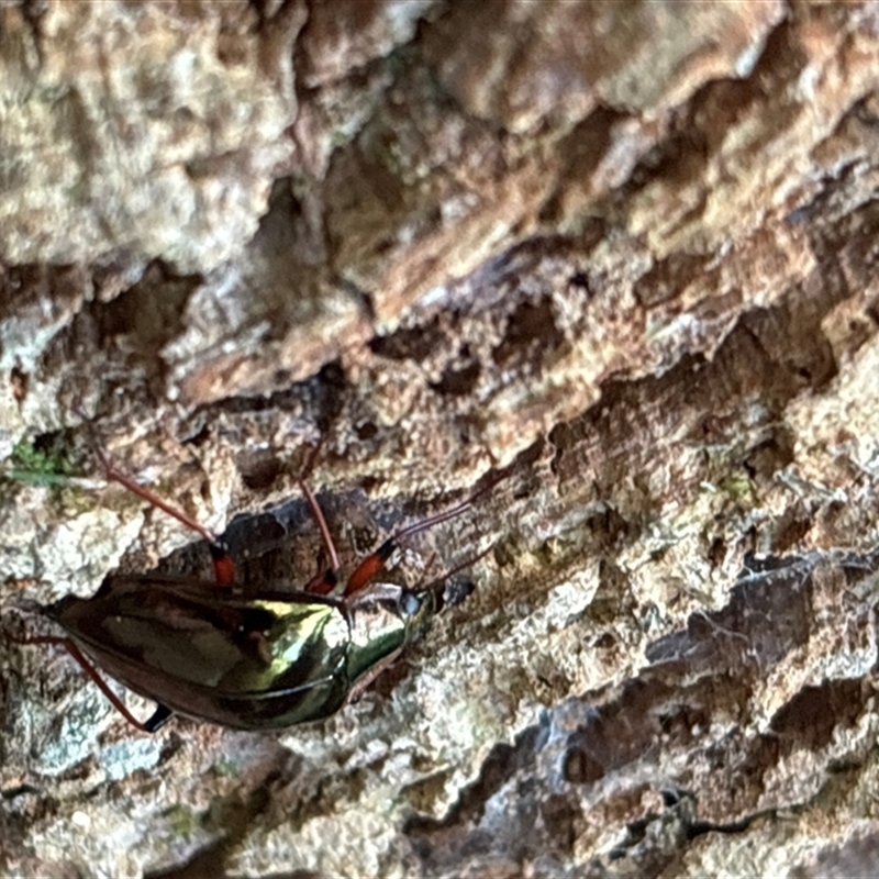 Cyphaleus cupreus
