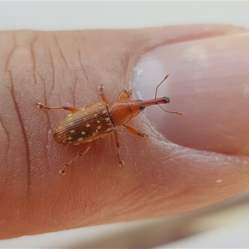 Myossita cirrifera