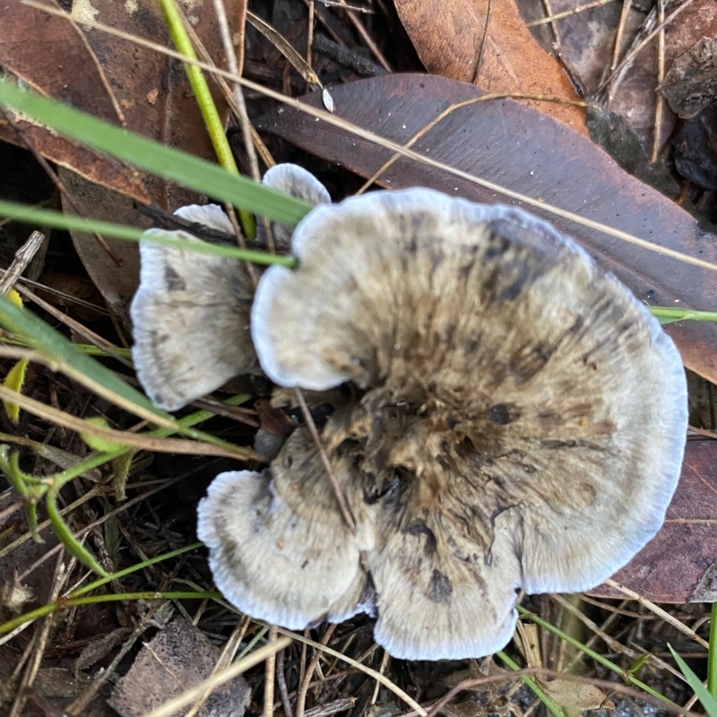 Phellodon sp.