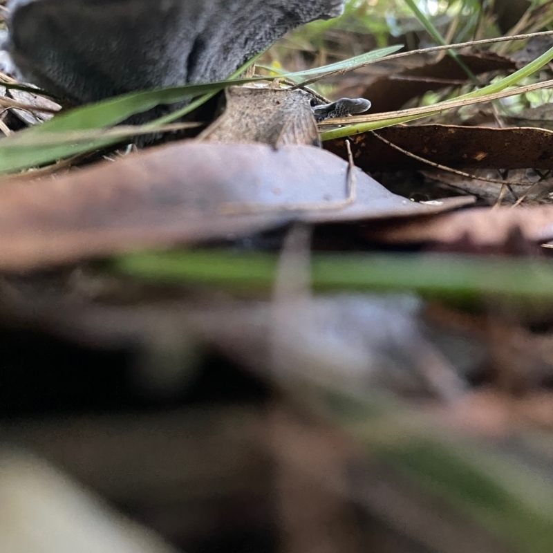 Phellodon sp.