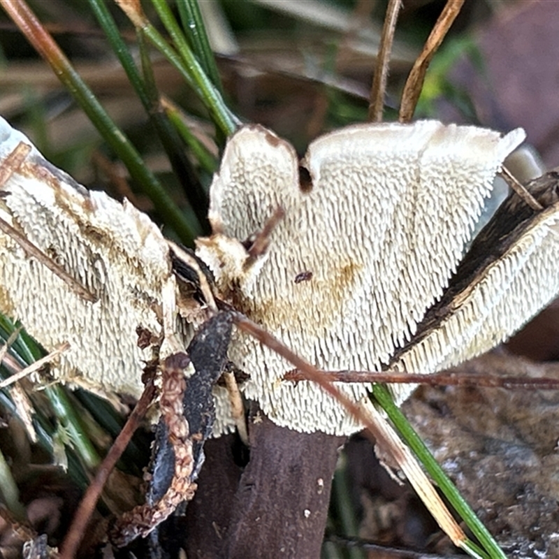 Phellodon sp.
