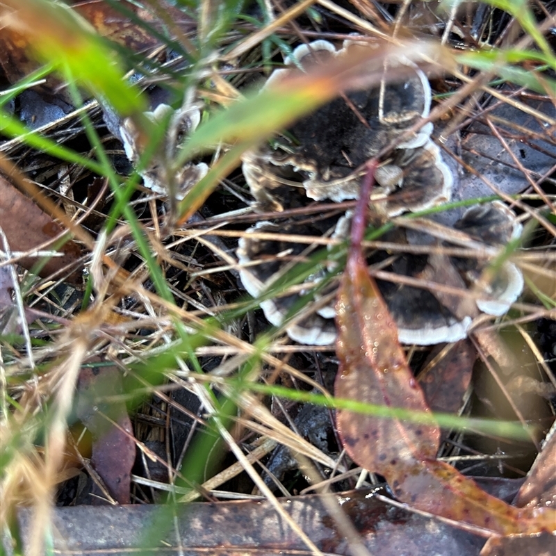 Phellodon sp.