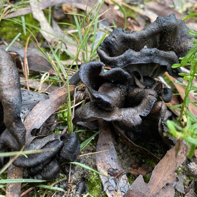 Craterellus cornucopiodes