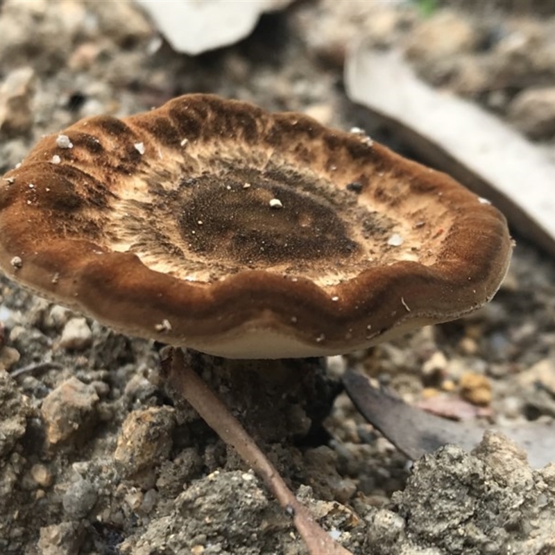 zz Polypore (cap and stem)