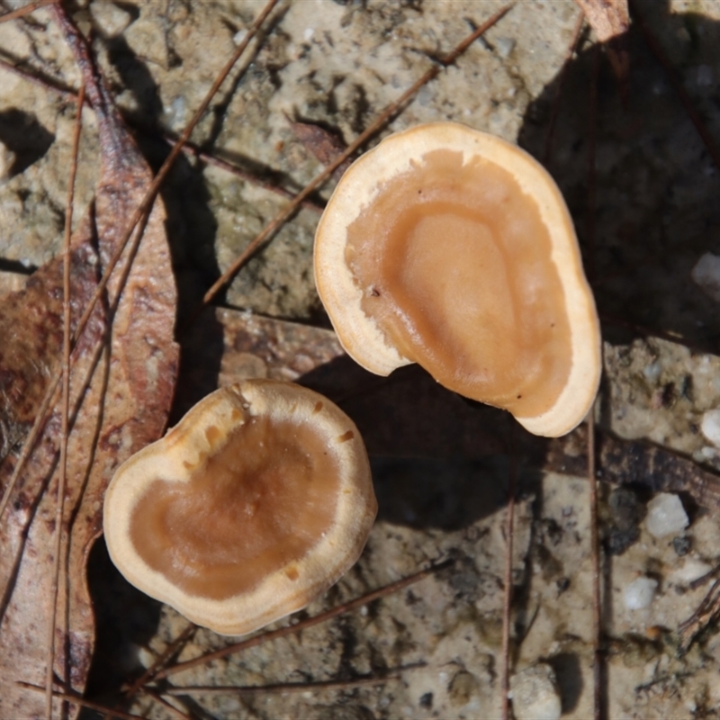 zz Polypore (cap and stem)