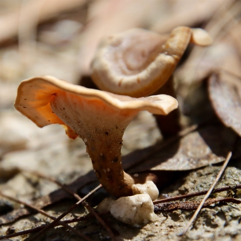 zz Polypore (cap and stem)