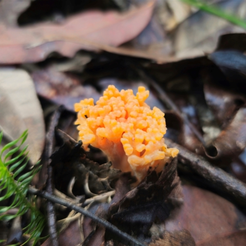Ramaria sp.