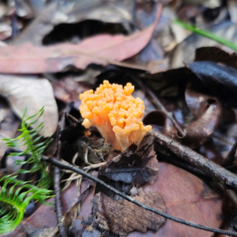 Ramaria sp.