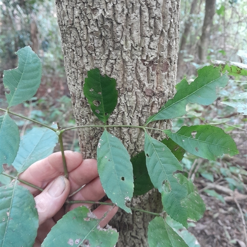 Ackama paniculosa
