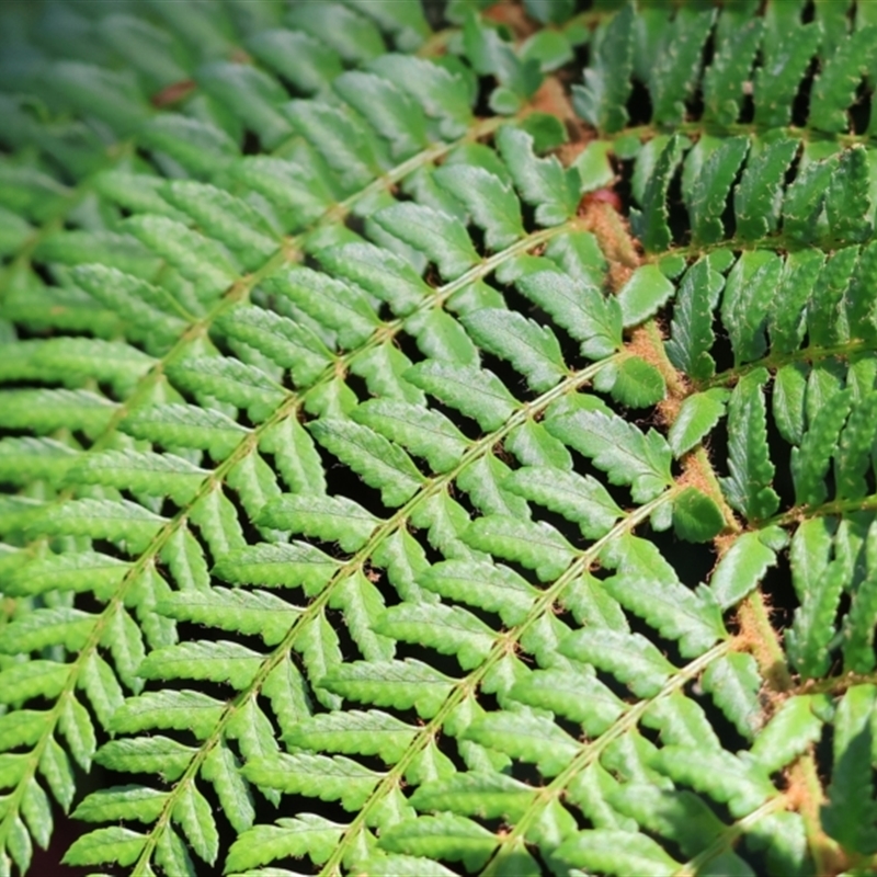 Dennstaedtiaceae (family)
