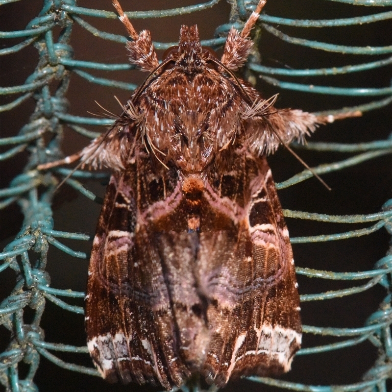 Callopistria maillardi