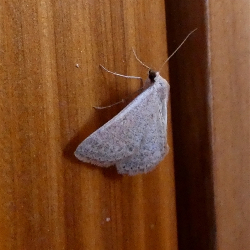 Nearcha staurotis
