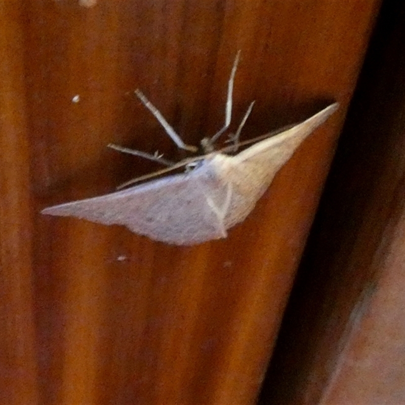 Nearcha staurotis