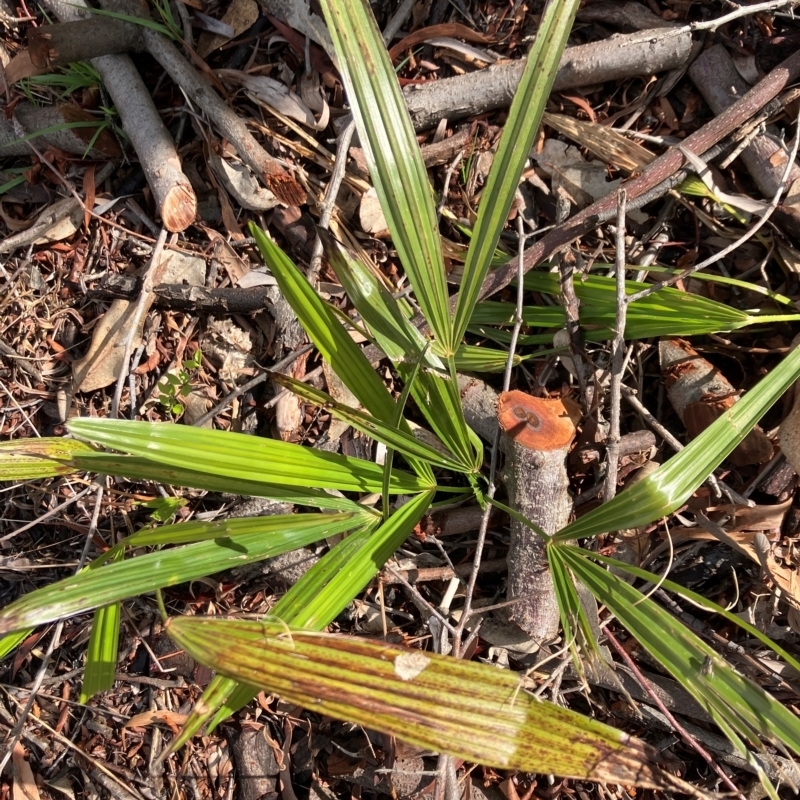Arecaceae (Family)
